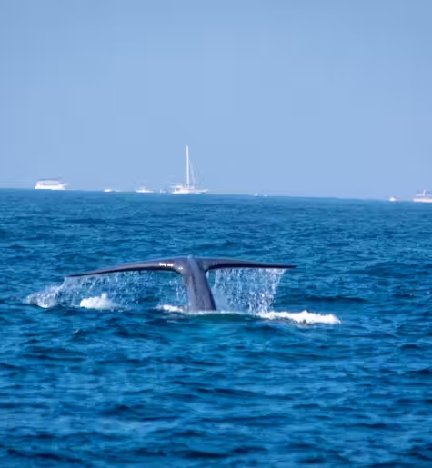 A Guide to the Best Whale Watching Experience in Sri Lanka’s Mirissa